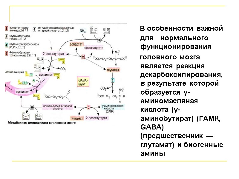 В особенности важной для   нормального функционирования      головного